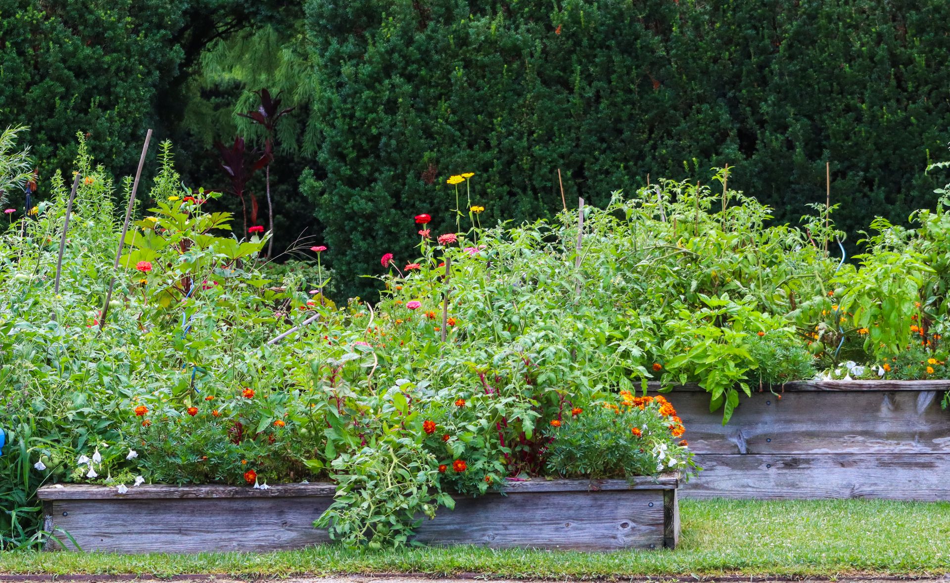 Zwei bepflanzte Hochbeete aus Holz mit Gemuese und Blumen im Sommer