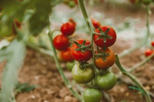 Tomaten richtig düngen: Natürliche Hausmittel