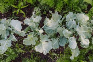Garten ohne Pestizide pflegen