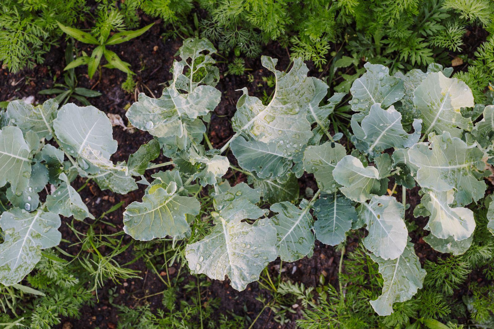 Taufrische Grünkohlblätter in einem gesunden Gemüsegarten