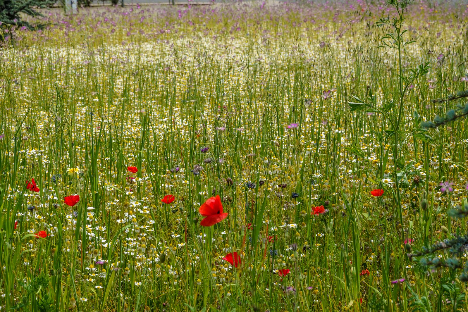 Blühende Wildblumenwiese mit vielen Blütenarten