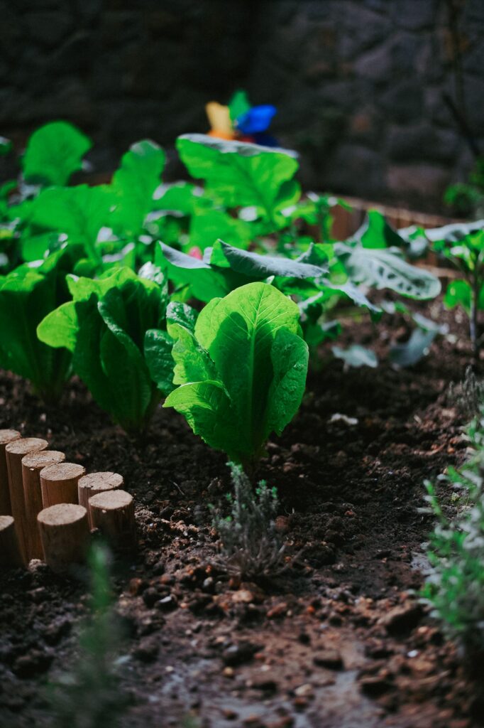 Kräftige Salatpflanzen in einem gepflegten Gartenbeet