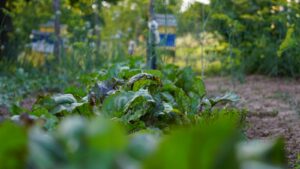 Nachhaltig gärtnern: 10 einfache Tipps für einen umweltfreundlichen Garten