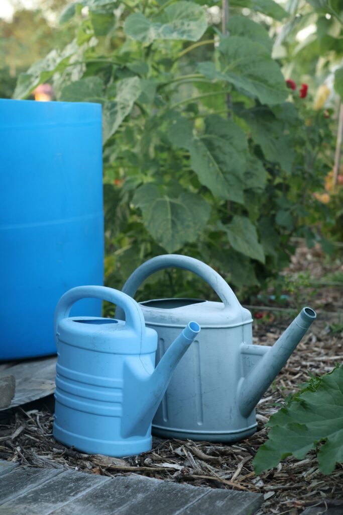 Blaue Regentonne und zwei Gießkannen zwischen Gemüsebeeten