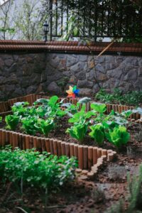 Mischkultur im Gemüsegarten leicht erklärt