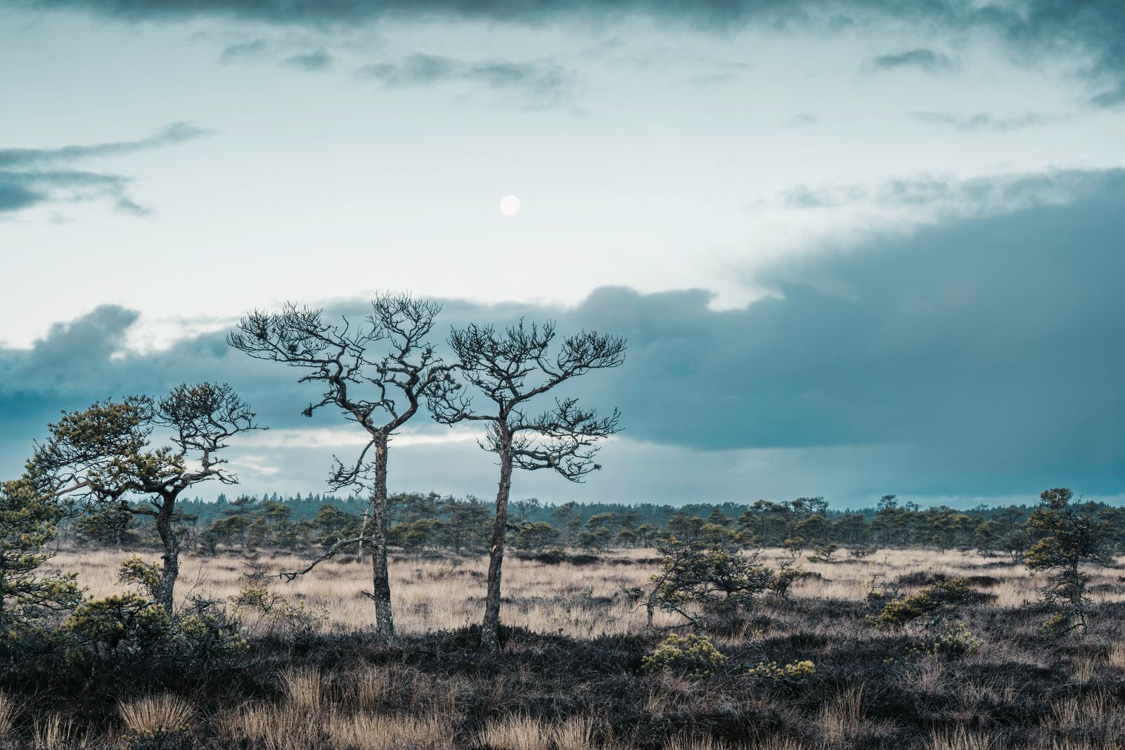 Hochmoor in der Dämmerung mit Wasserflächen und Baumsilhouetten