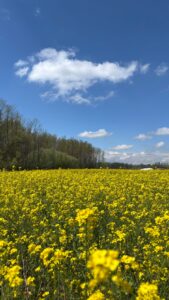Gründüngung: Wie Senf, Phacelia und Klee den Boden aufbauen