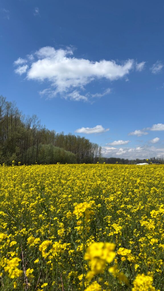 Gelb blühendes Senffeld unter blauem Himmel als Gründüngung