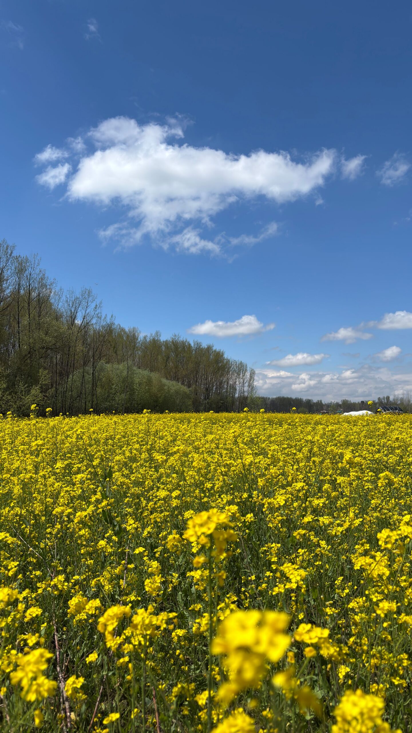 Gelb blühendes Senffeld unter blauem Himmel als Gründüngung