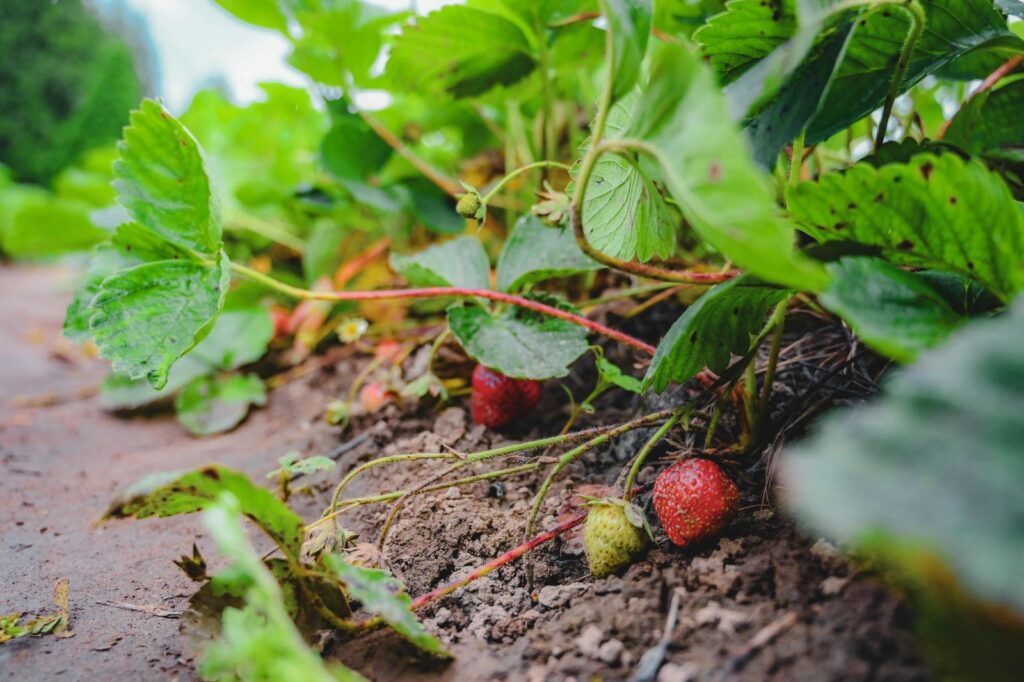 Reife Erdbeeren an der Pflanze im Gartenbeet