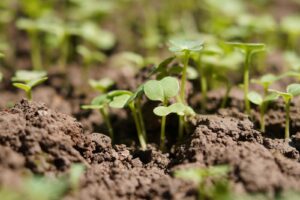 Pflanzen gesund halten durch einen lebendigen Boden
