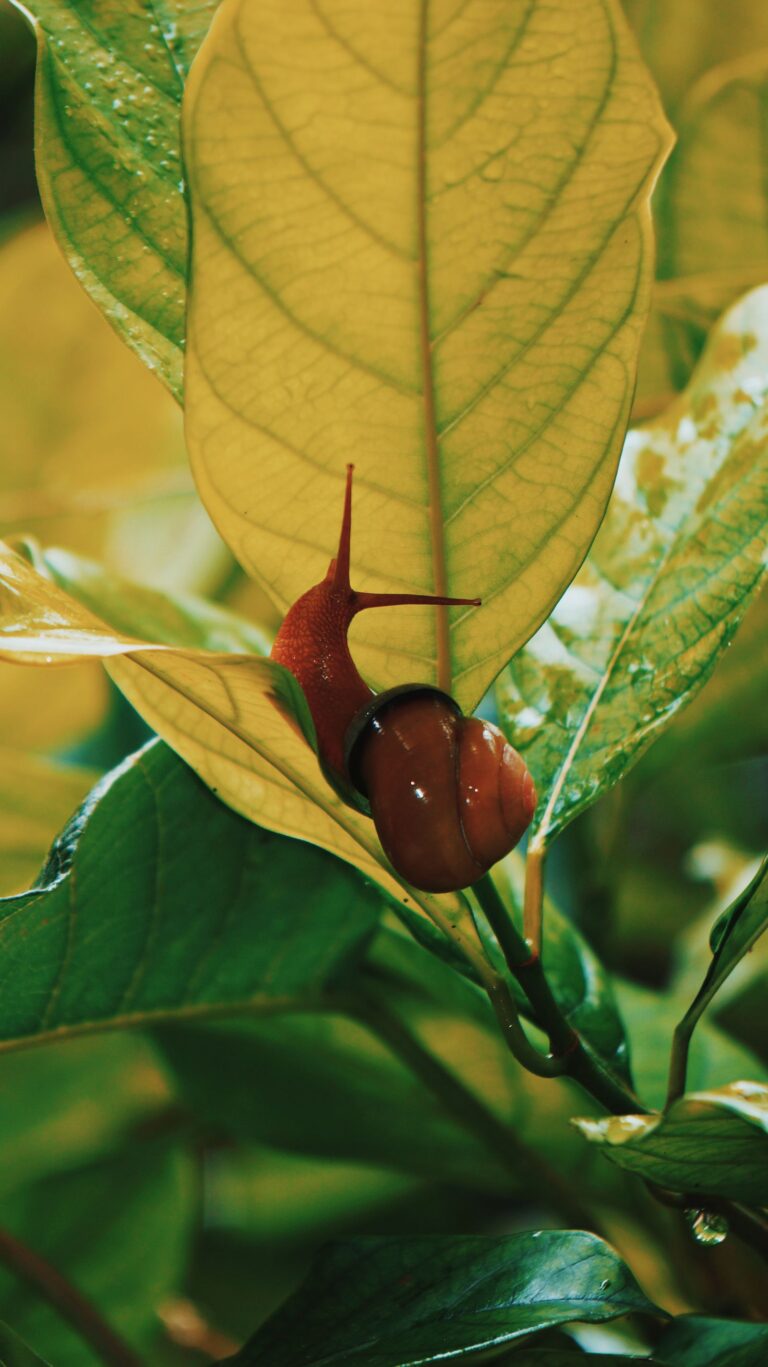 Braune Nacktschnecke kriecht über ein grünes Blatt im Beet