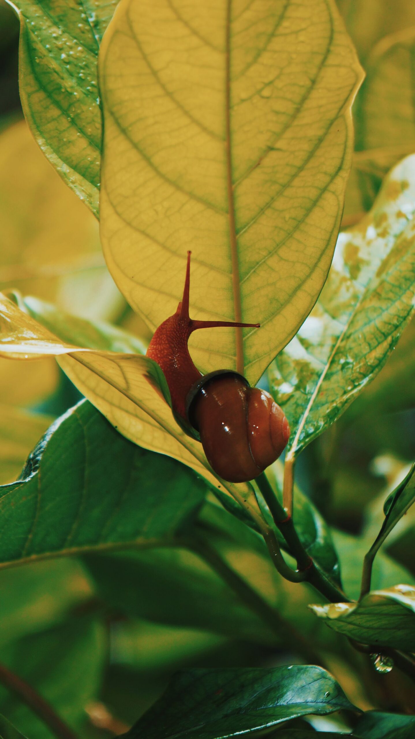 Braune Nacktschnecke kriecht über ein grünes Blatt im Beet