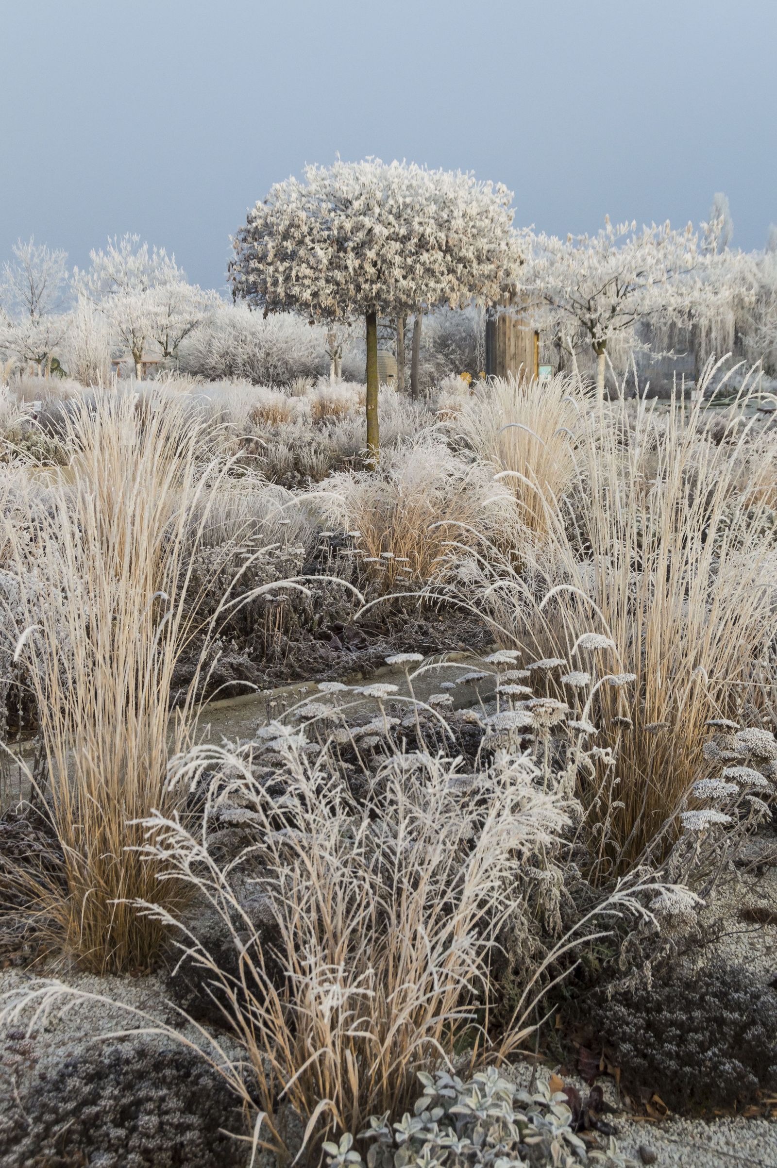 Gefrorener Garten mit Raureif auf Gräsern und Sträuchern