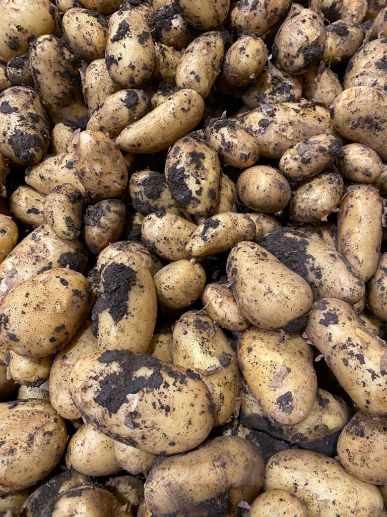 Frisch geerntete Kartoffeln mit anhaftender Erde