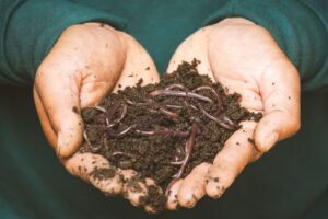 Humus aufbauen für gesunde Pflanzen