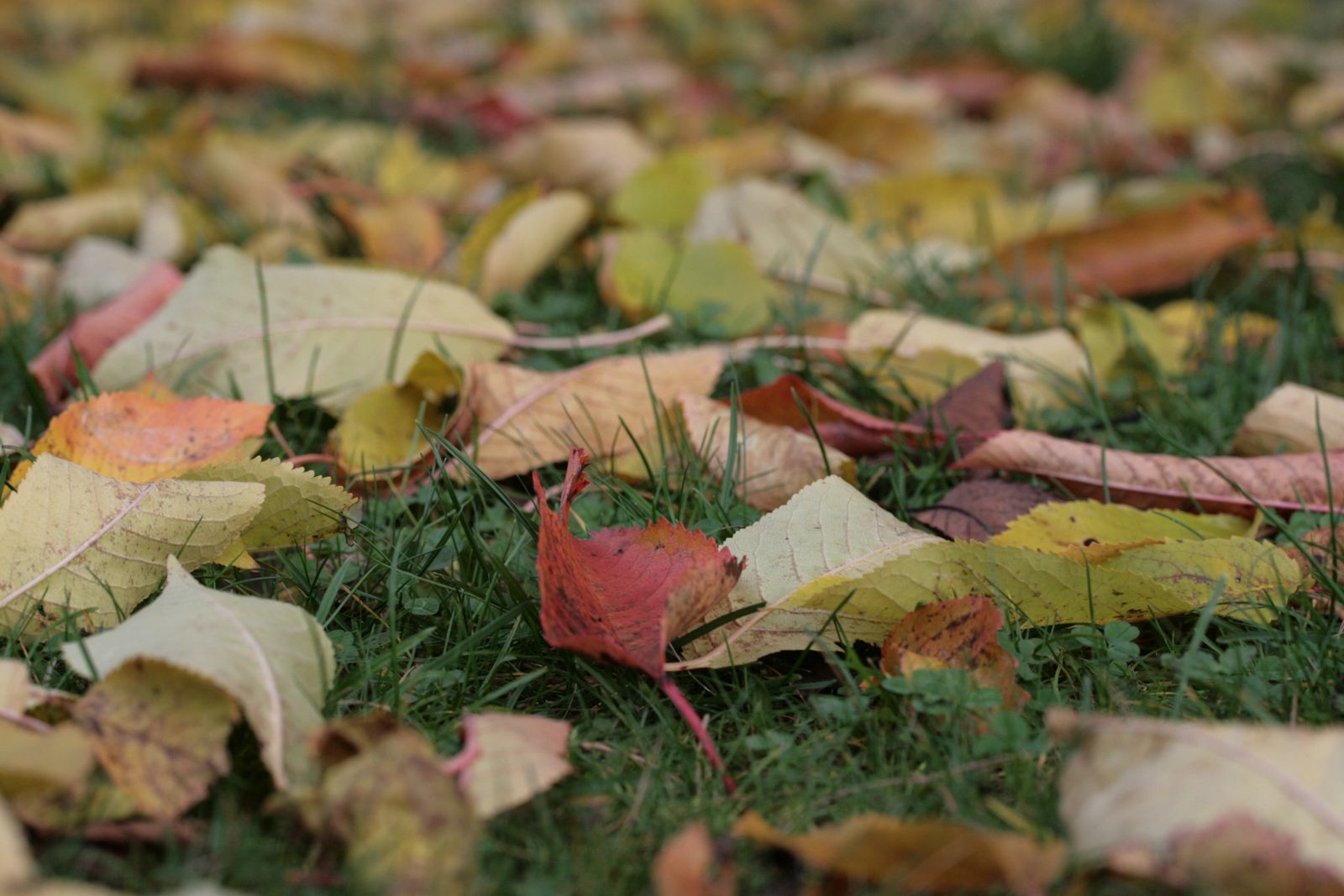 Bunt gefärbtes Herbstlaub liegt auf dem Gras eines Gartens