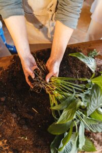 Bio-Komposterde oder Blumenerde – wo liegt der Unterschied?