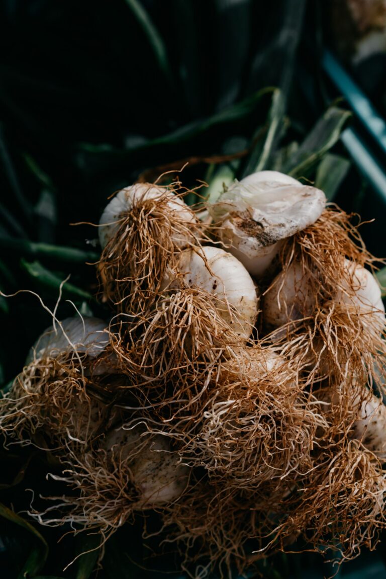 Frische Knoblauchzehen mit Wurzelansatz vor dem Stecken ins Beet