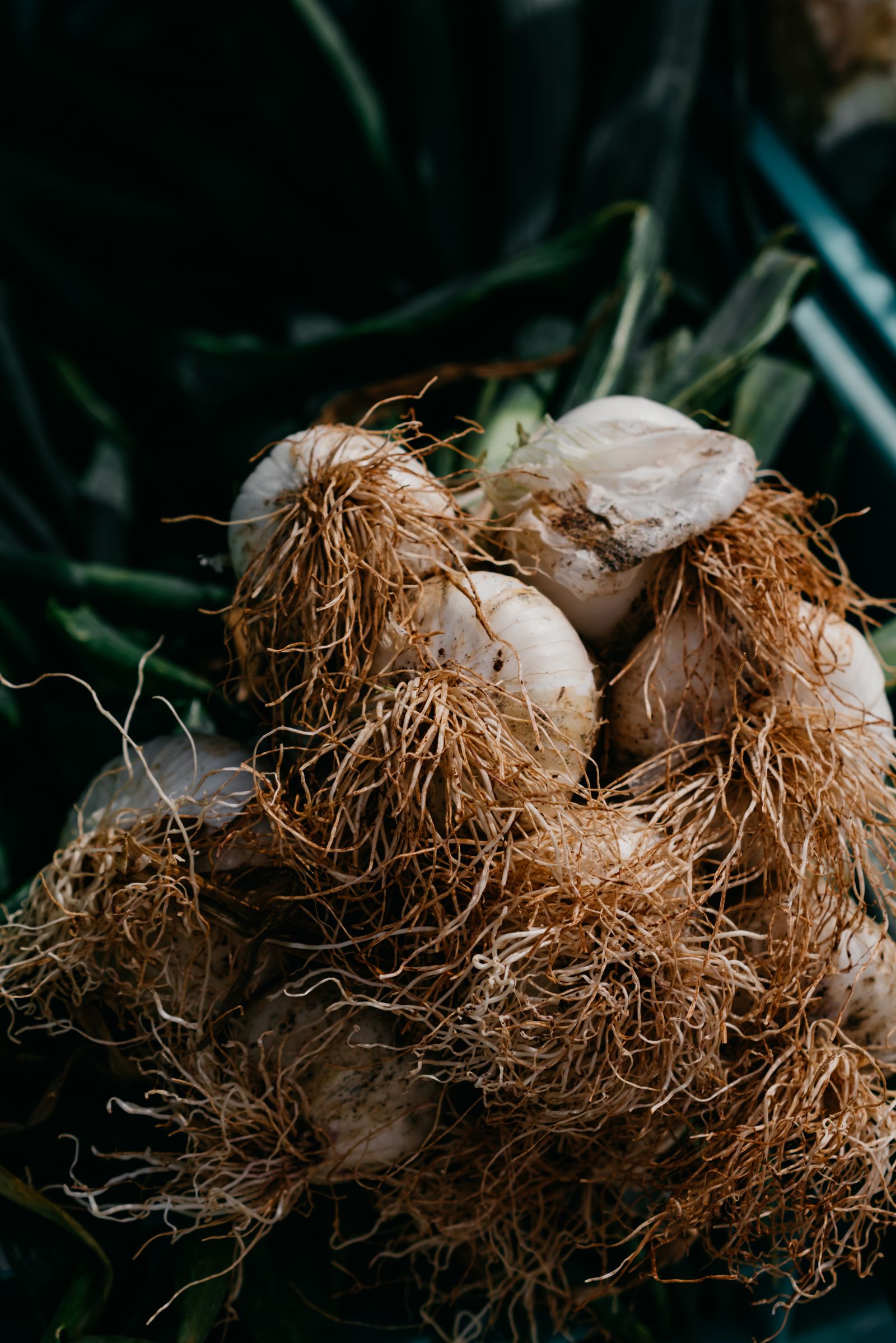 Frische Knoblauchzehen mit Wurzelansatz vor dem Stecken ins Beet