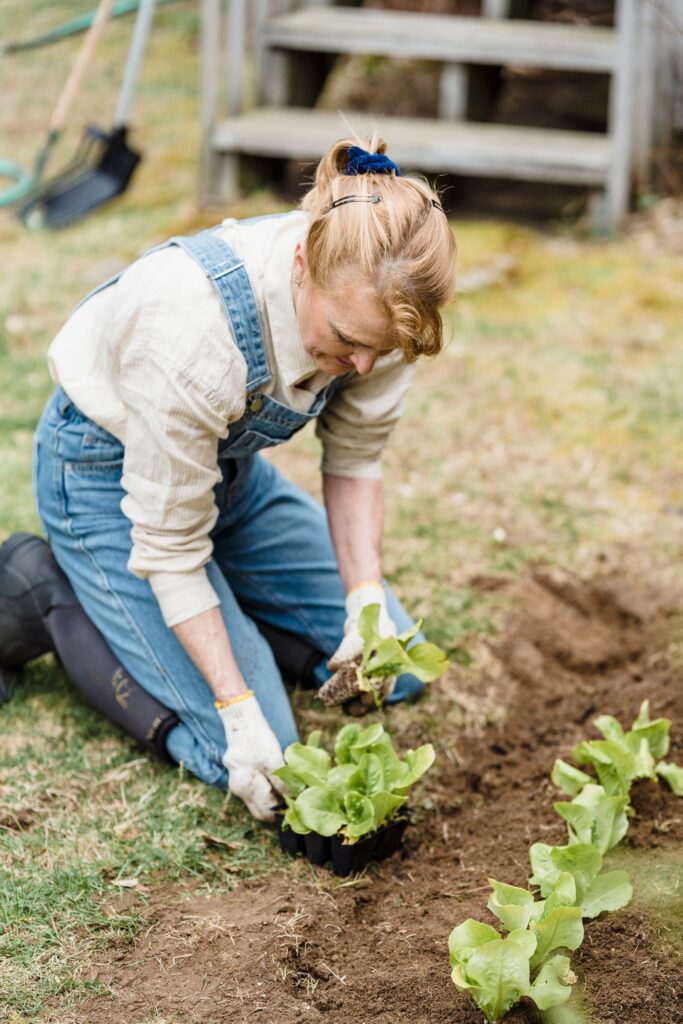 Frau setzt Salatjungpflanzen in ein Gartenbeet