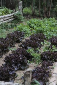 Permakultur im Hausgarten einfach erklärt