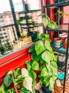 Urban Gardening: Mehr Grün auf Balkon und Terrasse