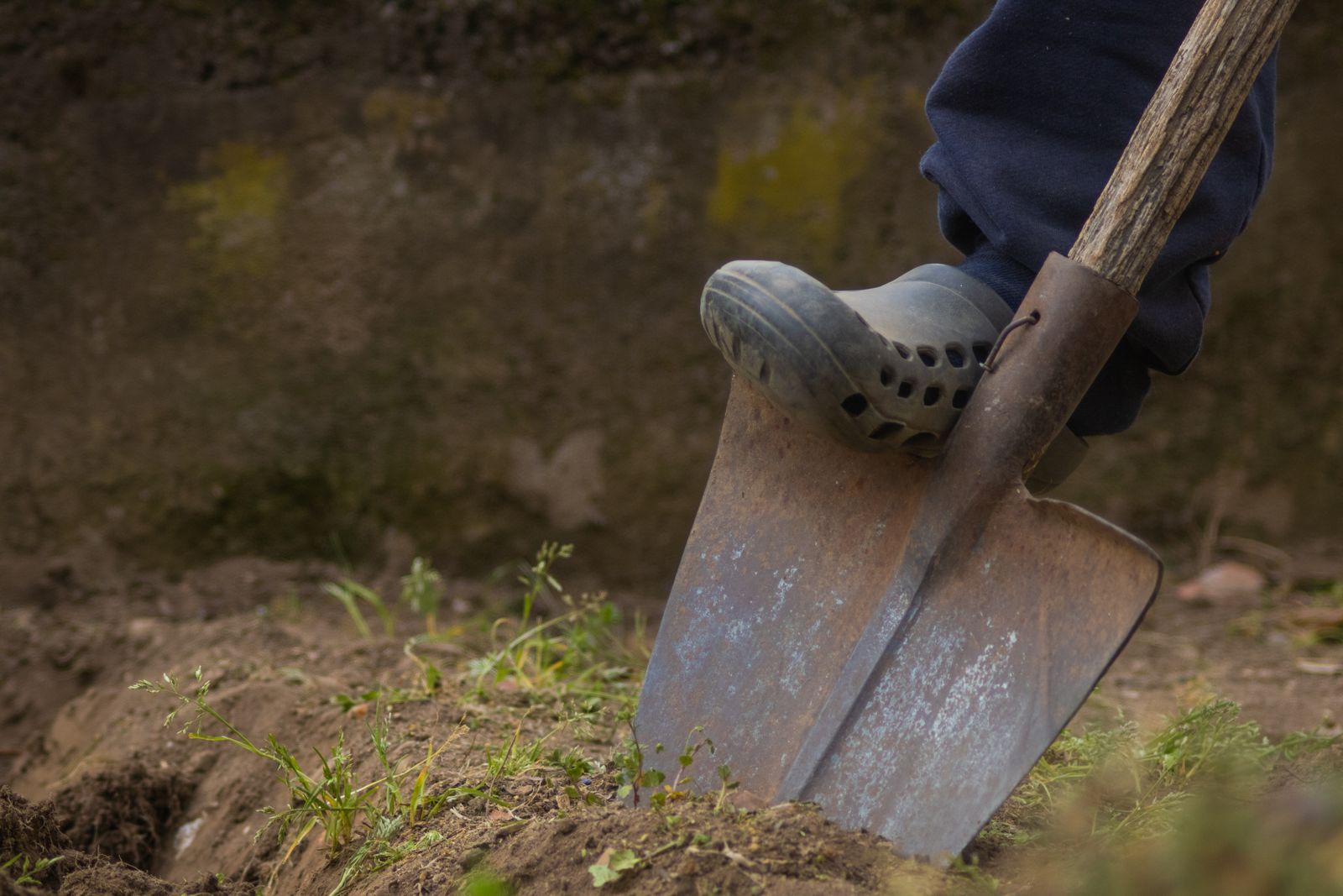 Fuß drückt einen Spaten in verdichteten Gartenboden